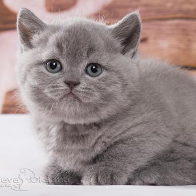 Фото голубого британского котёнка кошки