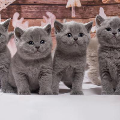 Голубые британские котята , групповое фото