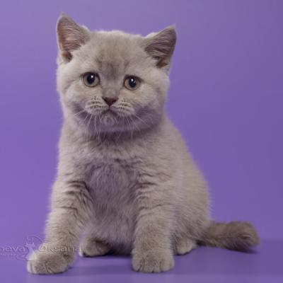 Британская лиловая кошка , фото