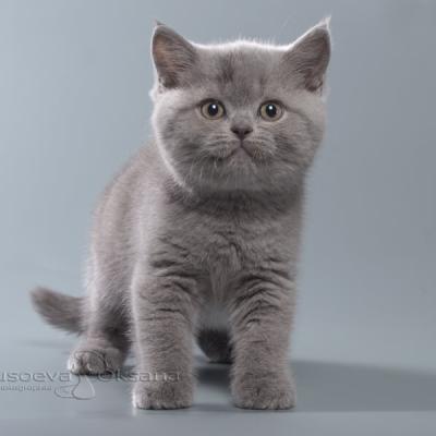 Британский короткошерстный котёнок кошка Аляска