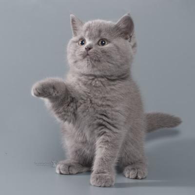 Британкий котёнок  - кошка по имени Аляска, фото