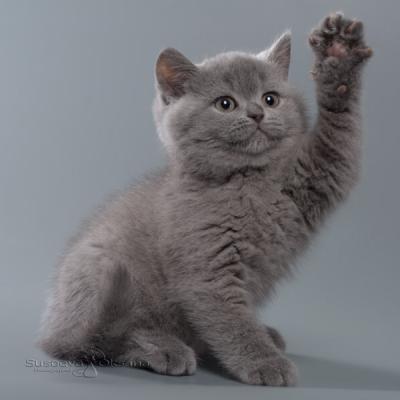 Британская кошка Арабеска, фото