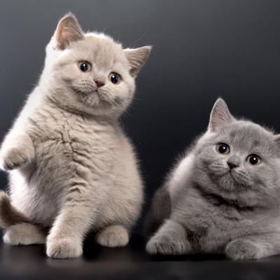 Британские кошки лиловая и голубая, фото