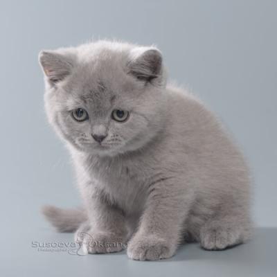 Голубой котик Арамис, фото