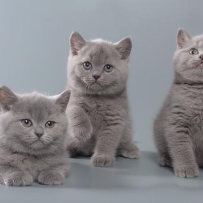 Трое британских короткошерстных котят голубого окраса