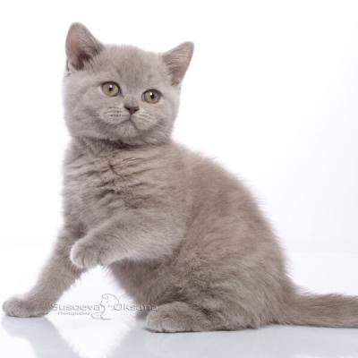 Фото британской лиловой кошки на продажу