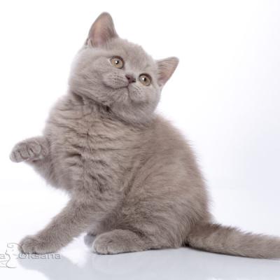 Двухмесячный котёнок кошка британской породы, фото