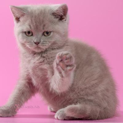 Кошечка лиловая британской породы, фото
