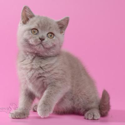 Лиловая британка -котёнок,  фото