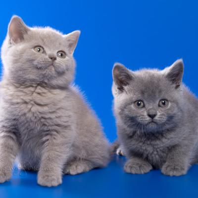 Котята британцы лиловый и голубой, фото