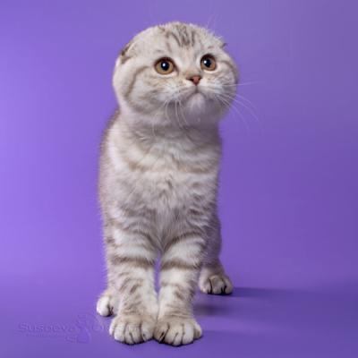 Шотландский вислоухий котёнок шоколадного пятнистого окраса, фото