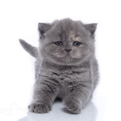 Голубо-кремовый черепаховый котёнок Винни, фото