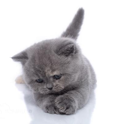 Британский котёнок черепашка Винни, фото