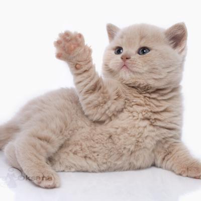 Британский кремовый кот Виски, фото