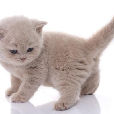 Кремовый котёнок фото