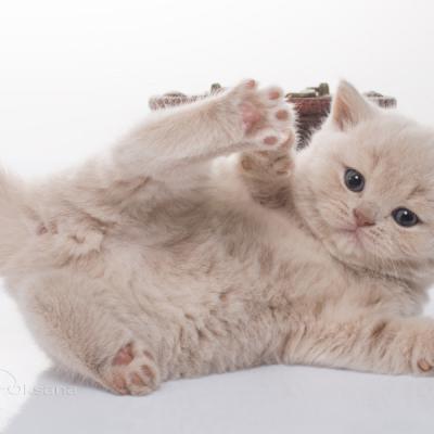 Британский котёнок кремового окраса в забавной позе, фото