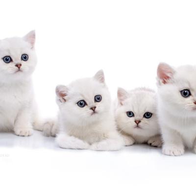 Котята серебристой шиншиллы на белом фоне, фото