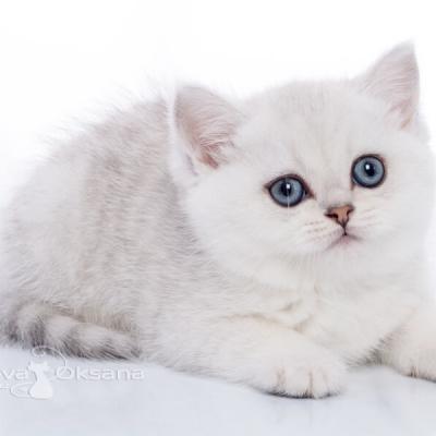 Серебристый британский котёнок, фото