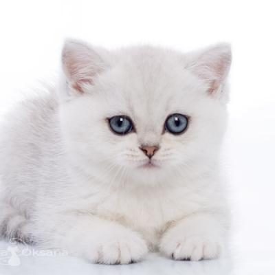 Красивый серебристый котёнок, фото