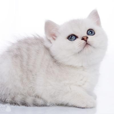 Фото серебристого британского котёнка