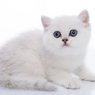 Фото британского котёнка серебристого окраса, фото