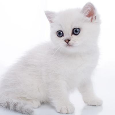 Серебристый британец-котёнок, фото