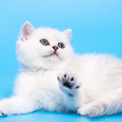 Фото красивого серебристого котёнка