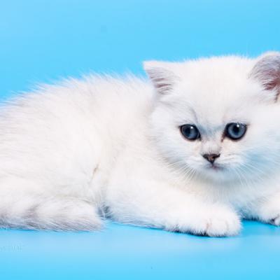 Красивый британский серебристый котёнок, фото