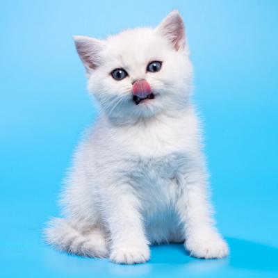 Забавный британский серебристый котёнок, фото