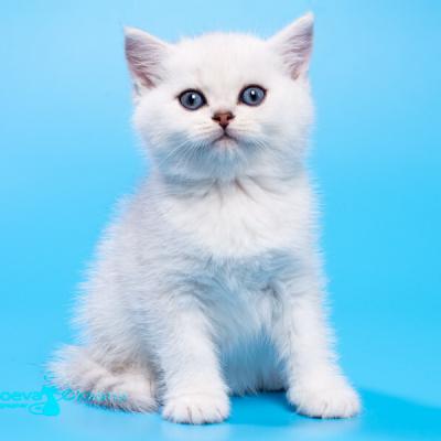 Котёнок окраса серебро на голубом фоне, фото