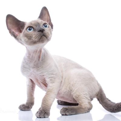 Фото голубоглазого котёнка породы девон-рекс
