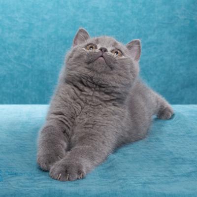 Продажа голубого британского котёнка Гуччо, фото Гуччо