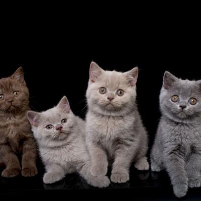 Фото британских котят лилового , голубого и чёрного окрасов