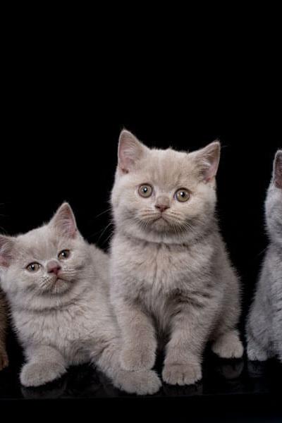 Фото британских котят лилового , голубого и чёрного окрасов
