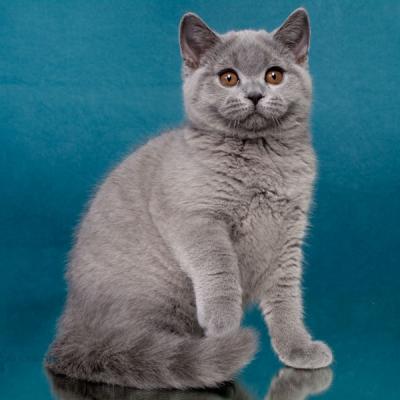 Купить британскую голубую кошку котёнка Габриэлла