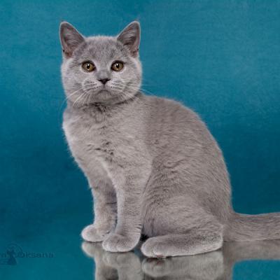 Купить британскую голубую кошку котёнка Грейс  