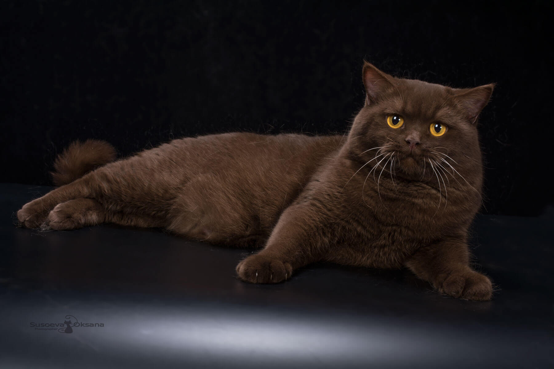 Профессиональные фотографии тайских котят на голубом фоне