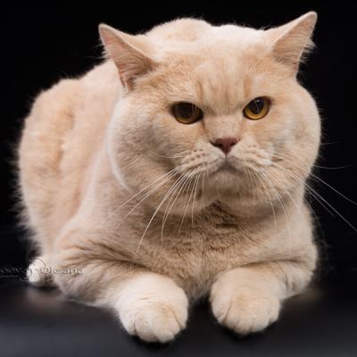 Британский кот кремового окраса, фото