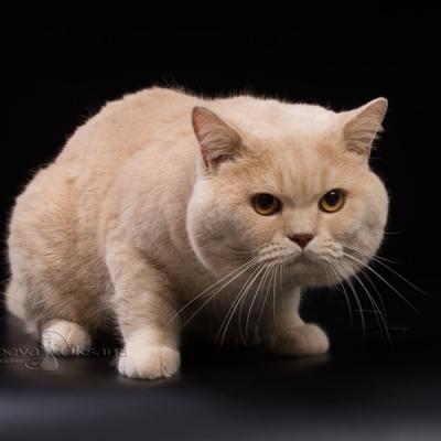 Кремовый окрас британских кошек, фото