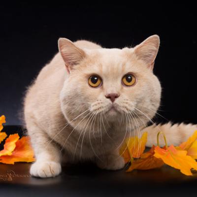 Фото британского кремового кота Аттила 