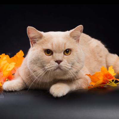 Британский кремовый кот Аттила, фото