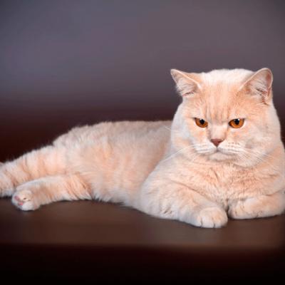 Кремовый британский короткошерстный кот, фото