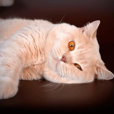 Аттила - британский кот кремового окраса , фото