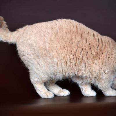 Фото кремового окраса шерсти у британских кошек