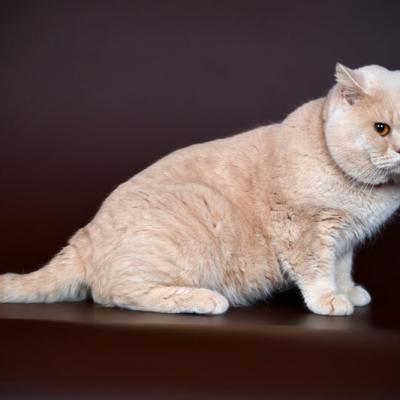 Кремовый окрас британских  кошек, фото