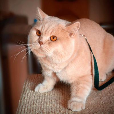 Британский кремовый кот Аттила из питомника, фото