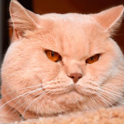 Фото британского кота кремового окраса