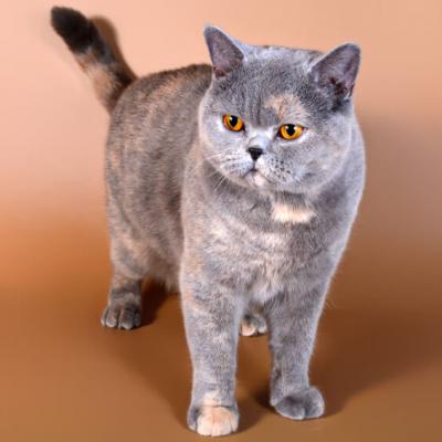Фото британской кошки голубого-кремового черепахового окраса