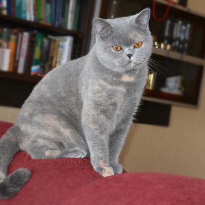 Кошка-британка окраса голубой крем фото