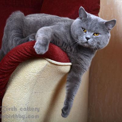 Фото британского голубого кота Кейси